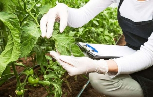 man inspecting plants